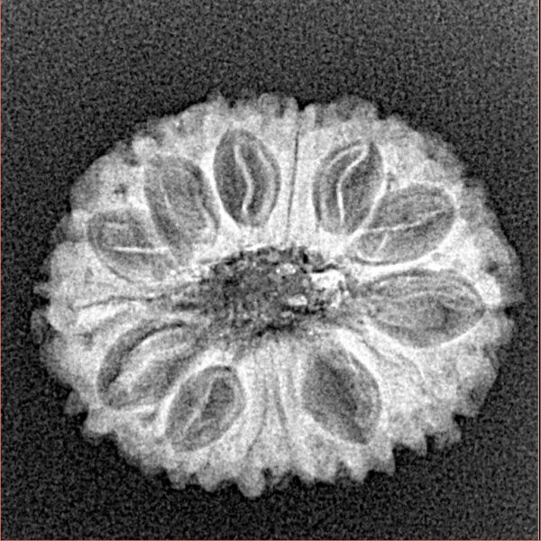 14 Mukhi Rudraksha 22.3mm 2.25gm - Xray