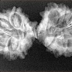 13 Mukhi Mini Trijuti 34.7mm 4.19gm - Xray