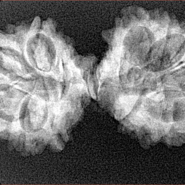 13 Mukhi Mini Trijuti 34.7mm 4.19gm - Xray
