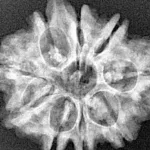 9 Mukhi Ganesh 27mm 4.06gm - Xray