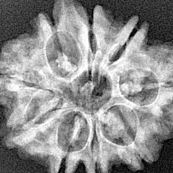 9 Mukhi Ganesh 27mm 4.06gm - Xray