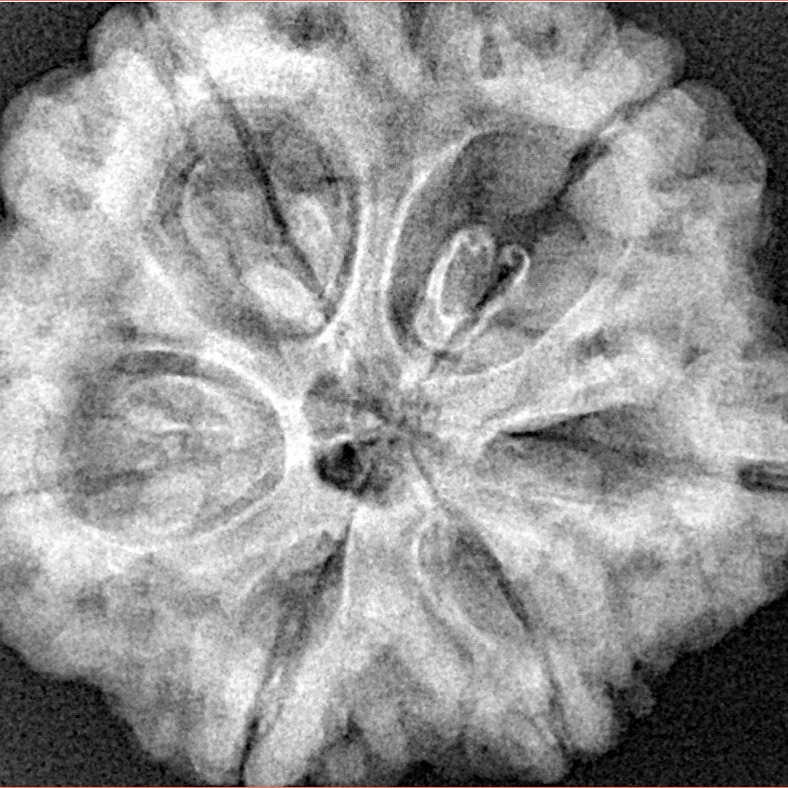 6 Mukhi Rudraksha 29.3mm 8.12gm - Xray