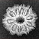 10 Mukhi Rudraksha 23.2mm 3.26gm - Xray