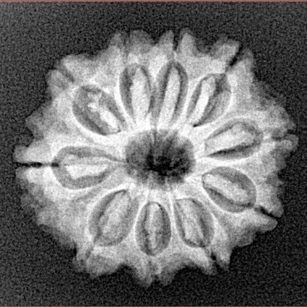 10 Mukhi Rudraksha 23.2mm 3.26gm - Xray