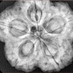 5 Mukhi Rudraksha 29.5mm 8.63gm - Xray