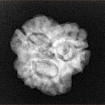 3 Mukhi Rudraksha 23.8mm 3.32gm - Xray