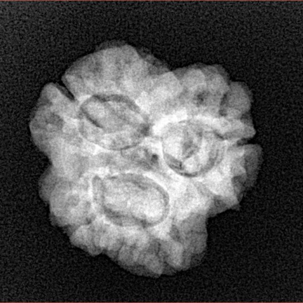 3 Mukhi Rudraksha 23.8mm 3.32gm - Xray