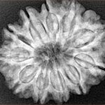 11 Mukhi Rudraksha 27.9mm 5.54gm - Xray