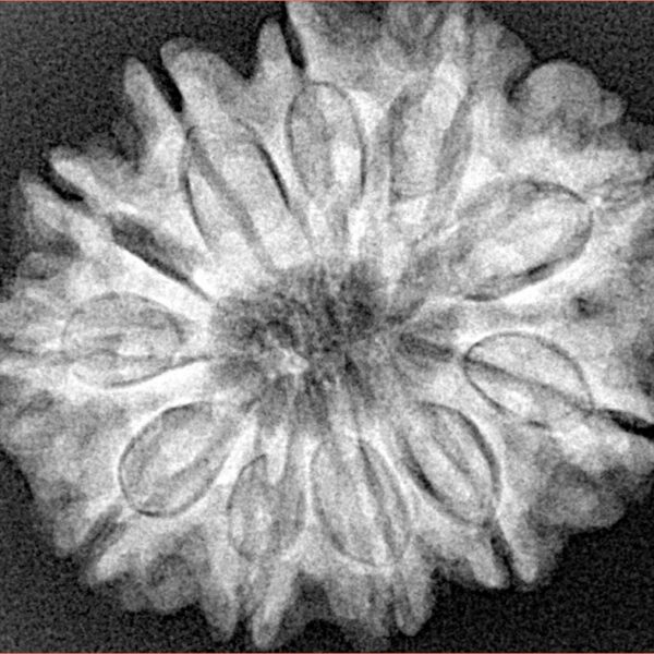 11 Mukhi Rudraksha 27.9mm 5.54gm - Xray