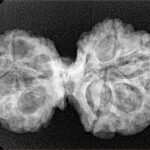 11 Mukhi Mini Trijuti 32.3mm 4.89gm - Xray