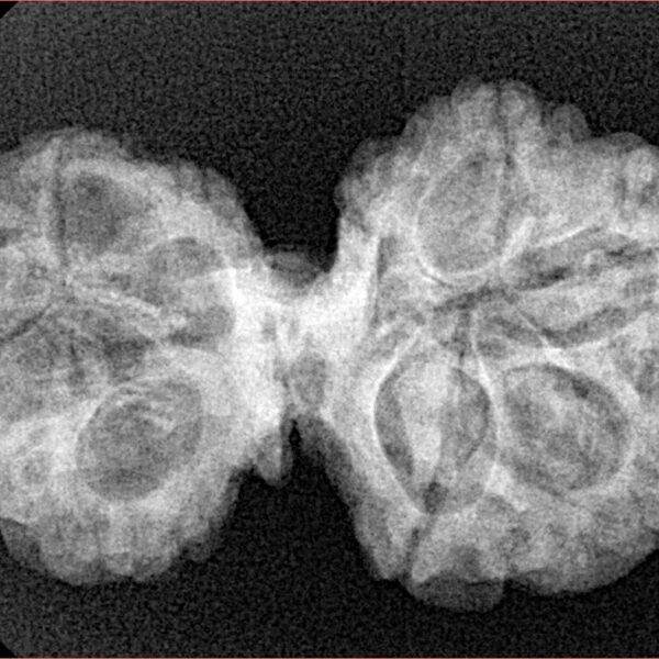 11 Mukhi Mini Trijuti 32.3mm 4.89gm - Xray