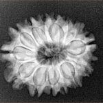 14 Mukhi Rudraksha 24.1mm 3.47gm - Xray