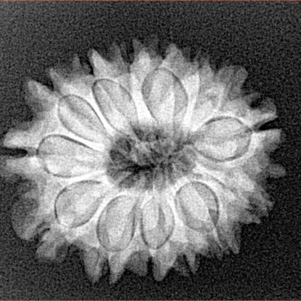 14 Mukhi Rudraksha 24.1mm 3.47gm - Xray