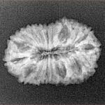 18 Mukhi Rudraksha 24mm 2.26gm - Xray