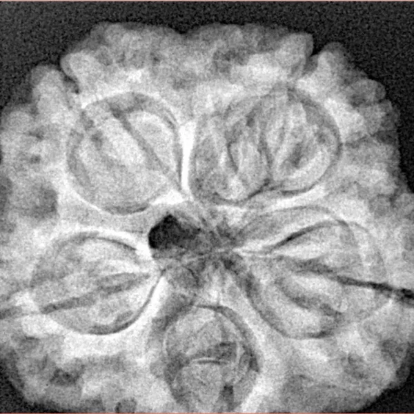 5 Mukhi Rudraksha 29mm 8.09gm - Xray