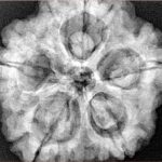 5 Mukhi Rudraksha 30mm 8.08gm - Xray