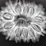 14 Mukhi Rudraksha 26.8mm 4.26gm - Xray
