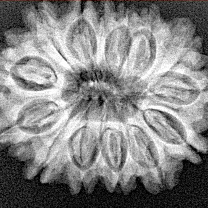 14 Mukhi Rudraksha 26.8mm 4.26gm - Xray