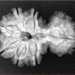 11 Mukhi Garbhgauri 28.4mm 4.41gm - Xray