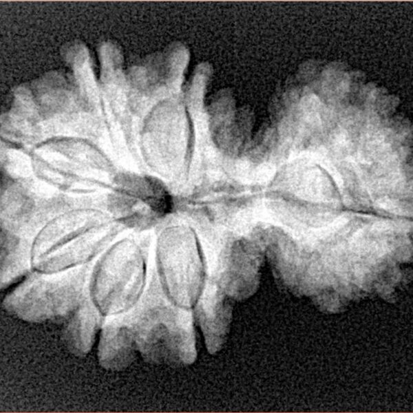 11 Mukhi Garbhgauri 28.4mm 4.41gm - Xray