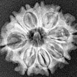 9 Mukhi Rudraksha 22.2mm 2.79gm - Xray