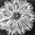 9 Mukhi Rudraksha 28.9mm 6.69gm - Origin: Nepal - Xray