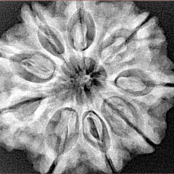 9 Mukhi Rudraksha 28.9mm 6.69gm - Origin: Nepal - Xray