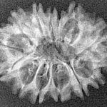 14 Mukhi Rudraksha 27mm 2.07gm - Xray