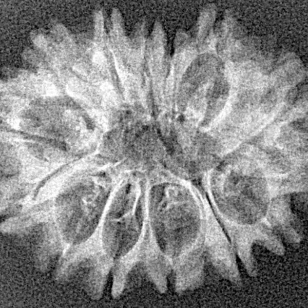 14 Mukhi Rudraksha 27mm 2.07gm - Xray