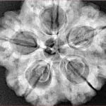 5 Mukhi Rudraksha 29.4mm 8.28gm - Xray