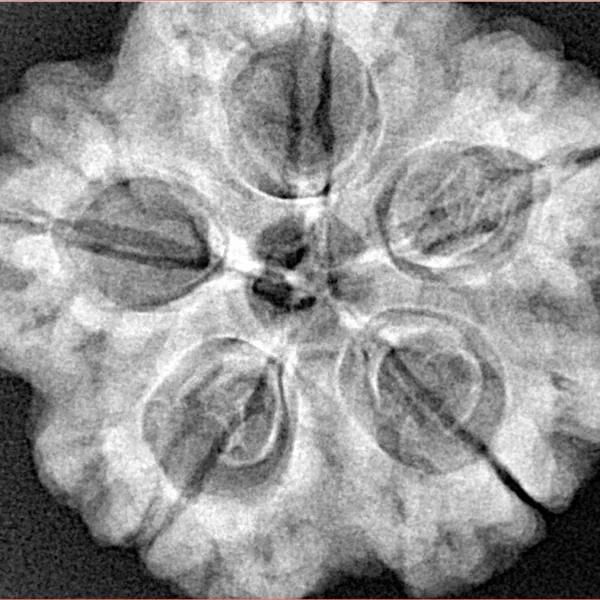 5 Mukhi Rudraksha 29.4mm 8.28gm - Xray