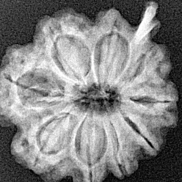 9 Mukhi Ganesh 27mm 4gm - Xray
