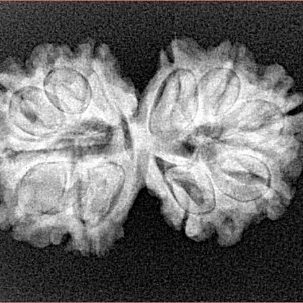 11 MK Gaurishankar 28.3mm 3.77gm - Xray