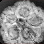 5 Mukhi Rudraksha 29.7mm 8.66gm - Xray