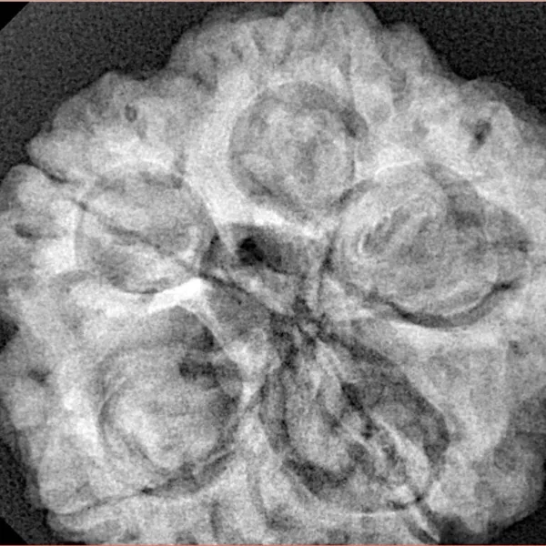 5 Mukhi Rudraksha 29.7mm 8.66gm - Xray
