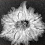 10 MK Double Ganesh 25.3mm 4.86gm - Xray
