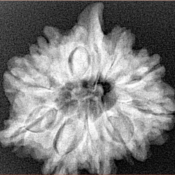 10 MK Double Ganesh 25.3mm 4.86gm - Xray