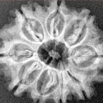 9 Mukhi Rudraksha 25.1mm 3.72gm - Xray