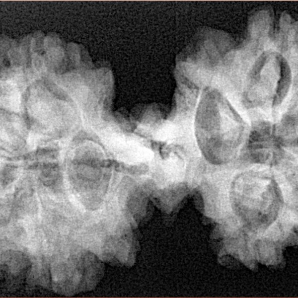 9 Mukhi Mini Trijuti 39.6mm 7.85gm - Xray