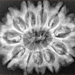11 Mukhi Rudraksha 30mm 5.54gm - Xray