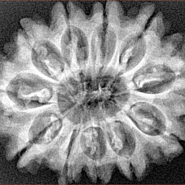 11 Mukhi Rudraksha 30mm 5.54gm - Xray