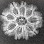 9 Mukhi Rudraksha 24.2mm 2.86gm - Xray