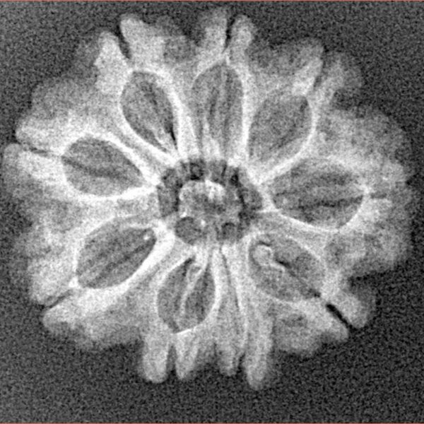 9 Mukhi Rudraksha 24.2mm 2.86gm - Xray