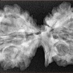 11 Mukhi G.S & Ganesh 39.5mm 6.32gm - Xray