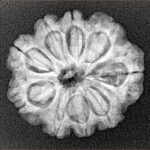 9 Mukhi Rudraksha 24mm 3.81gm - Xray