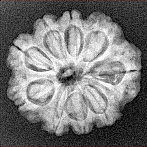 9 Mukhi Rudraksha 24mm 3.81gm - Xray