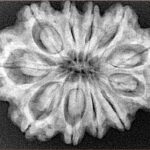 11 Mukhi Rudraksha 30.4mm 6.19gm - Xray