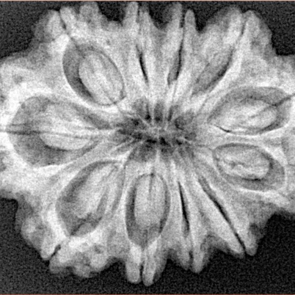11 Mukhi Rudraksha 30.4mm 6.19gm - Xray