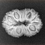 14 Mukhi Rudraksha 23.3mm 2.52gm - Origin: Indonesia - Xray