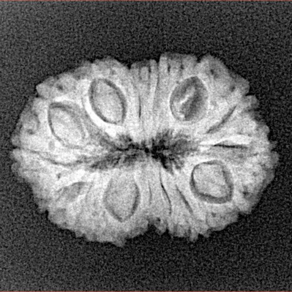 14 Mukhi Rudraksha 23.3mm 2.52gm - Origin: Indonesia - Xray